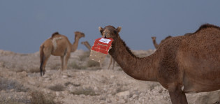 Stillkuva Alia Faridin videoteoksesta. Kuvassa kaksi kamelia.